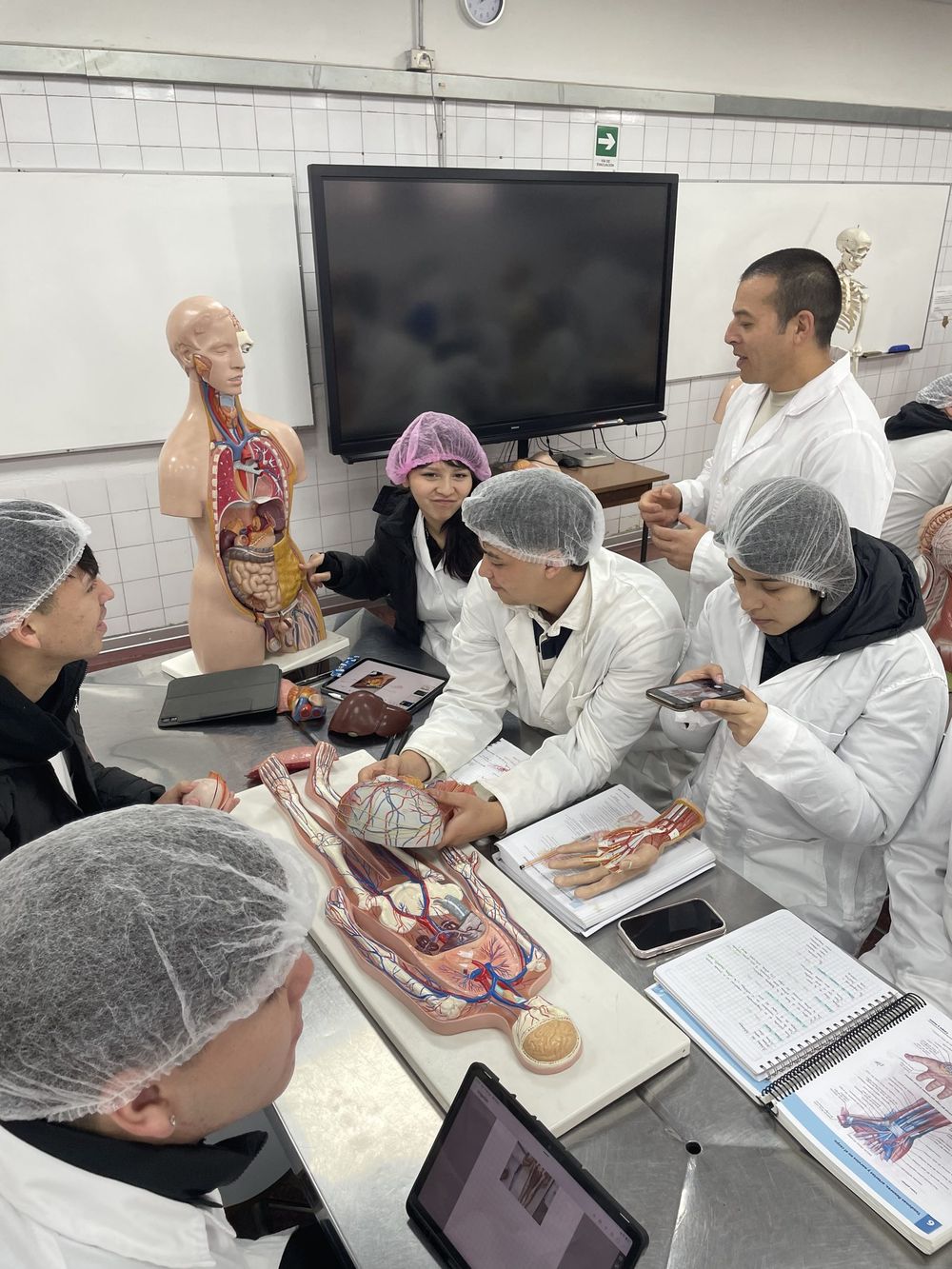 Clase práctica de anatomía con modelos anatómicos